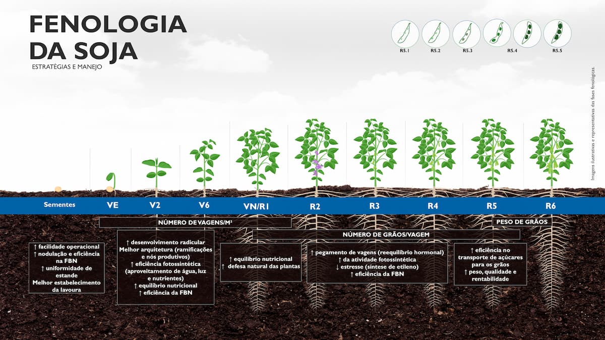 Fenologia da soja